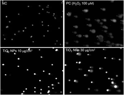 The miniaturized enzyme-modified comet assay for genotoxicity testing of nanomaterials
